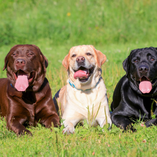 Detail Labrador Dogs Picture Nomer 4