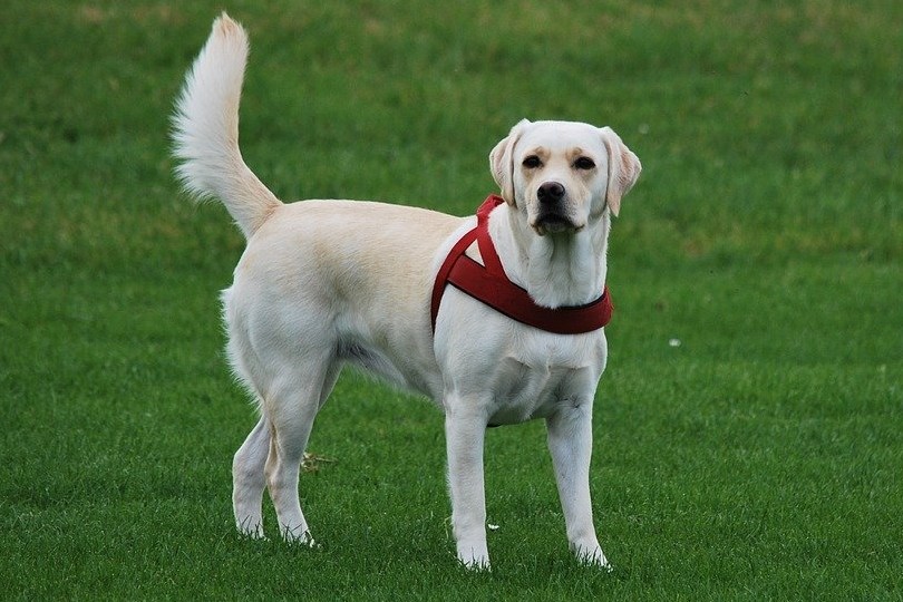 Detail Labrador Images Nomer 16