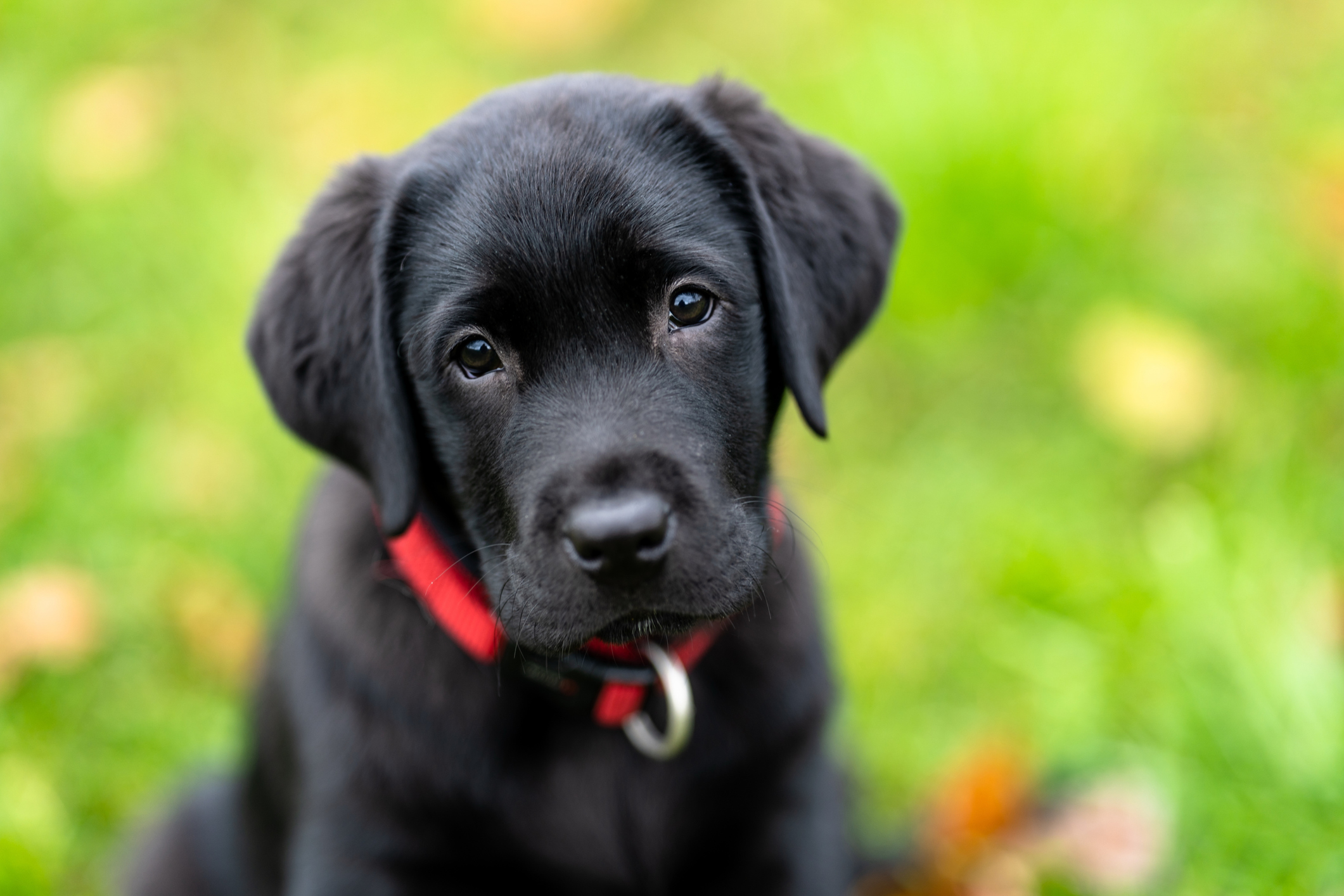 Detail Labrador Images Nomer 20