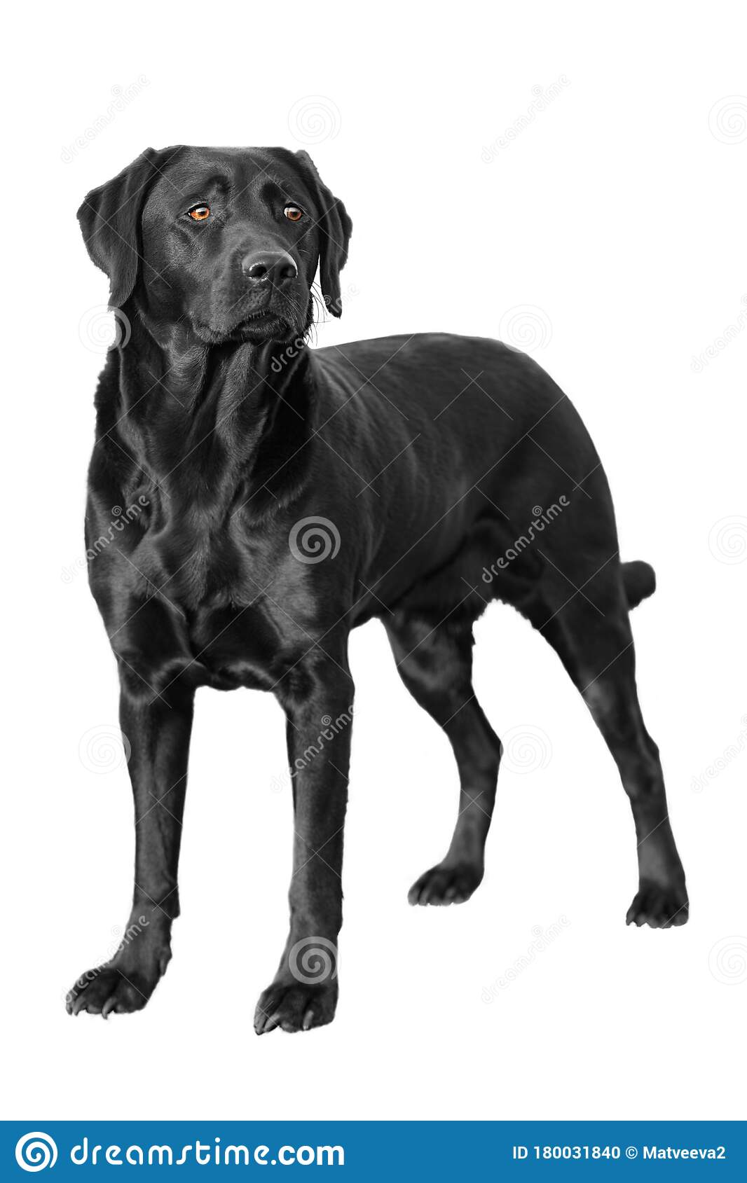 Detail Labrador Images Nomer 24