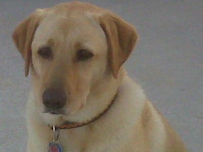 Detail Labrador Images Nomer 29