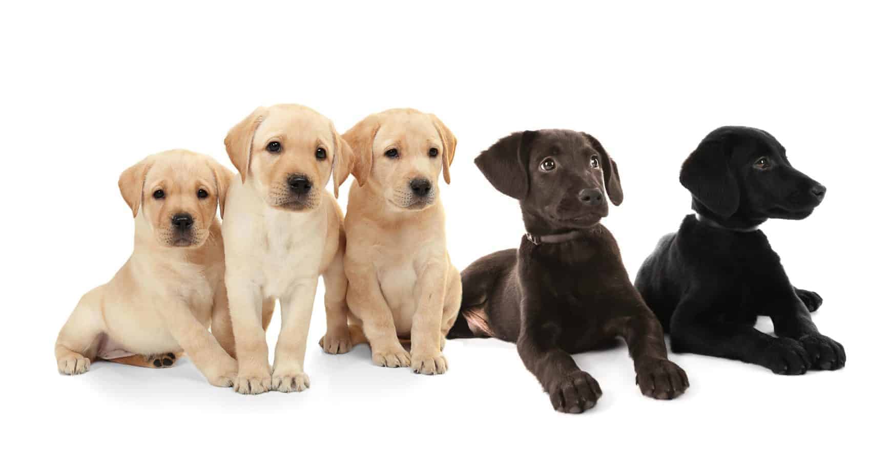 Detail Labrador Images Nomer 31