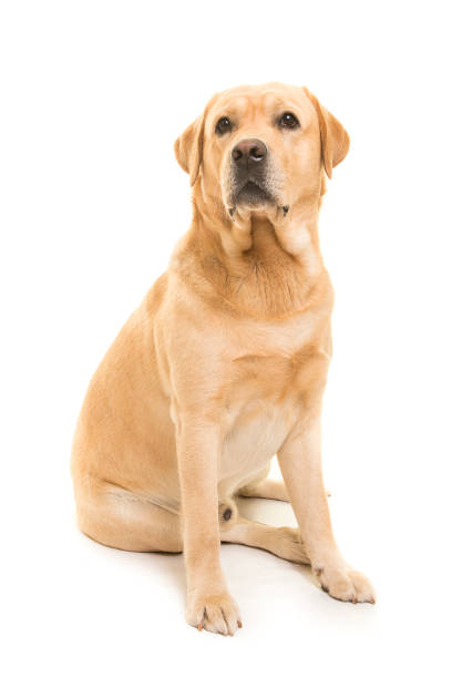 Detail Labrador Images Nomer 36