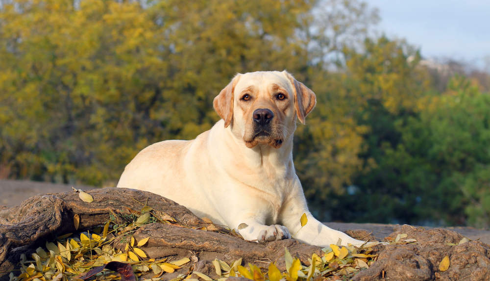 Detail Labrador Images Nomer 39