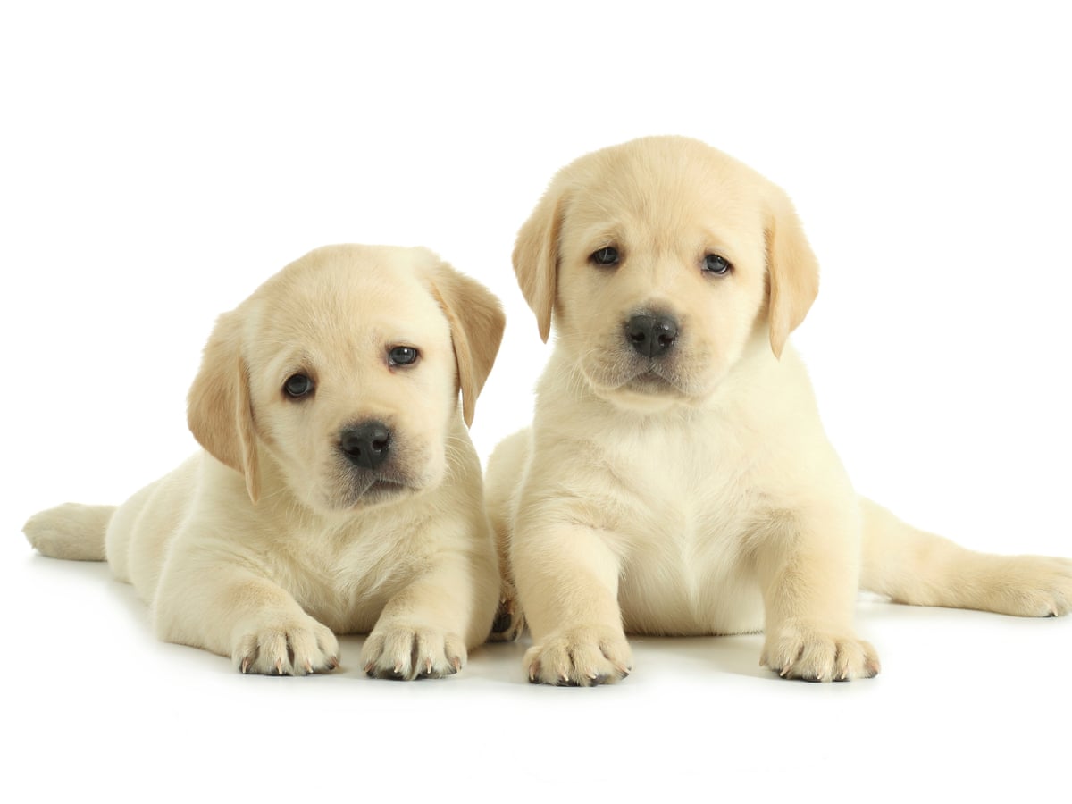 Detail Labrador Images Nomer 5