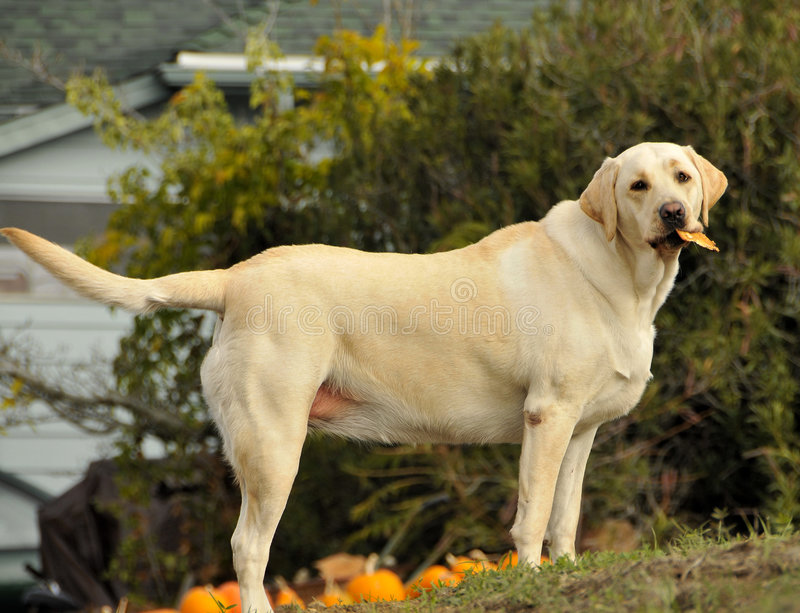Detail Labrador Images Nomer 40