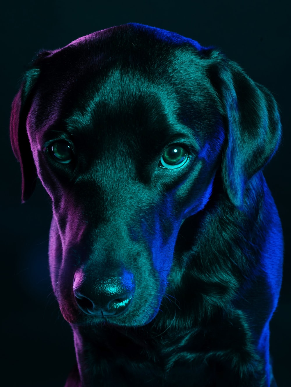 Detail Labrador Images Nomer 46