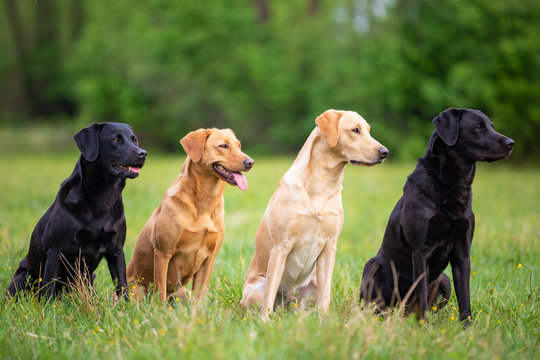 Detail Labrador Images Nomer 47