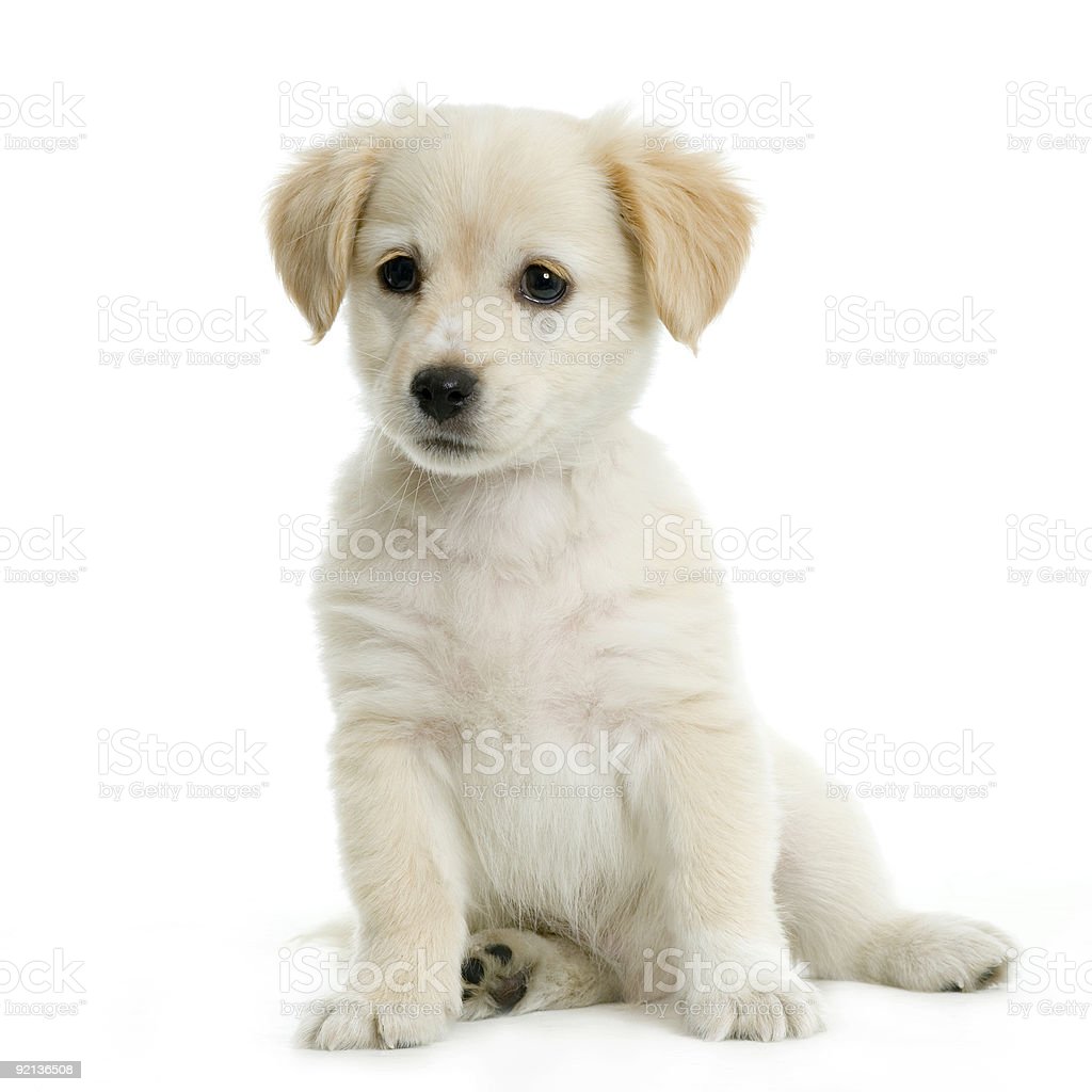 Detail Labrador Images Nomer 48