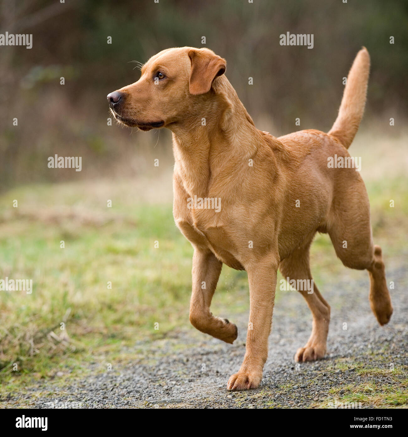Detail Labrador Images Nomer 49
