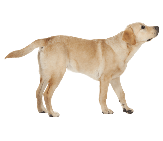 Detail Labrador Images Nomer 51