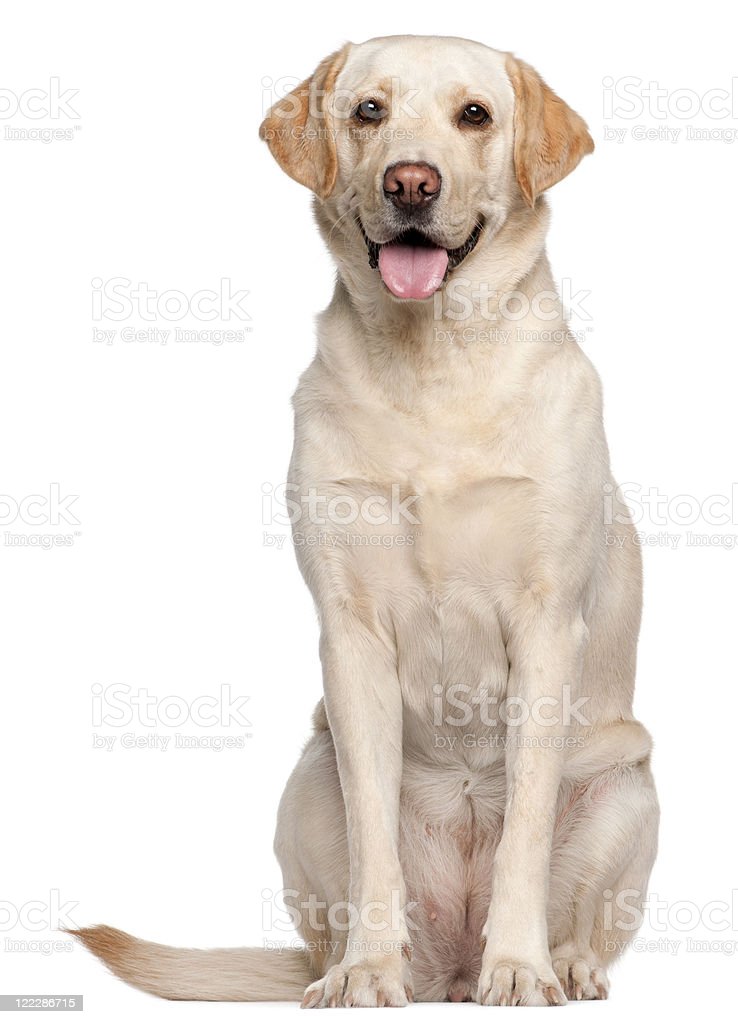 Detail Labrador Images Nomer 55