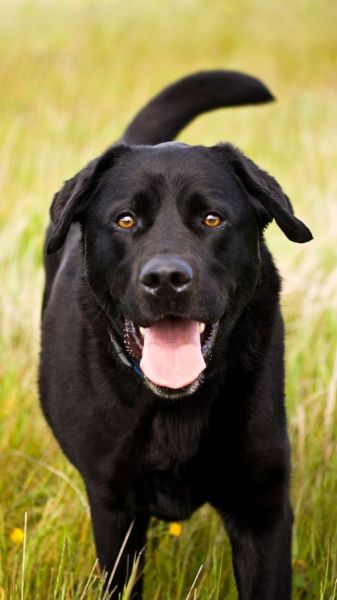 Detail Labrador Images Nomer 56