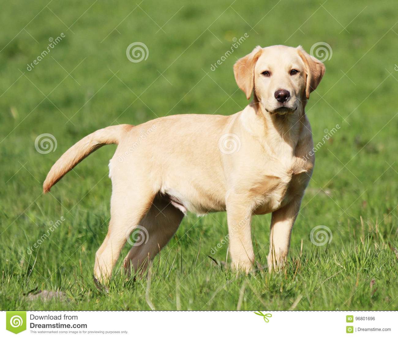 Detail Labrador Images Nomer 57
