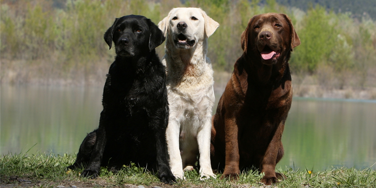 Detail Labrador Images Nomer 58