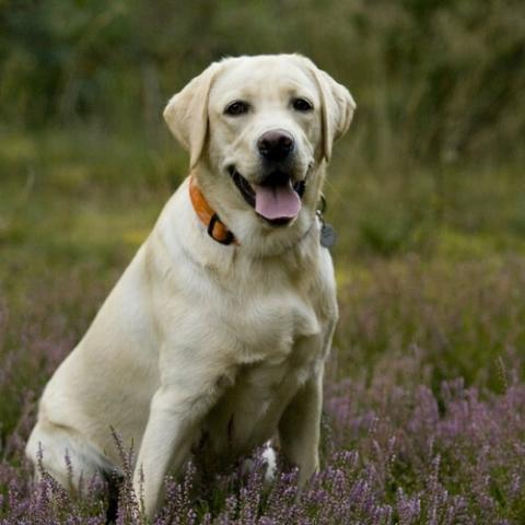 Detail Labrador Images Nomer 8