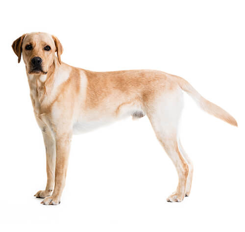 Detail Labrador Images Nomer 9