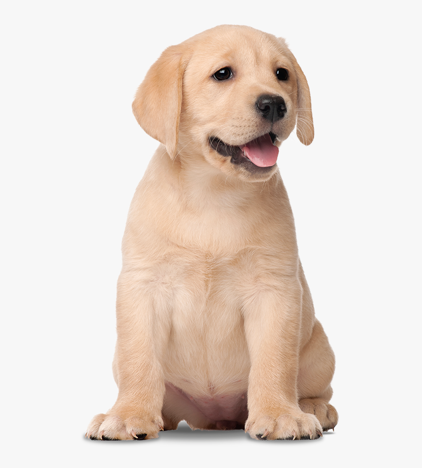 Labrador Png - KibrisPDR