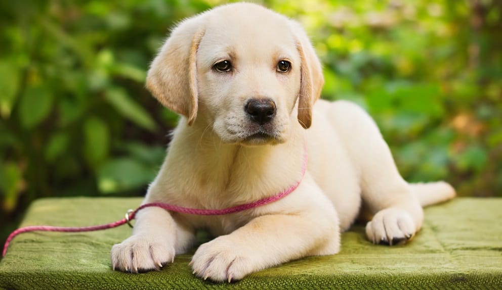 Detail Labrador Puppies Image Nomer 2