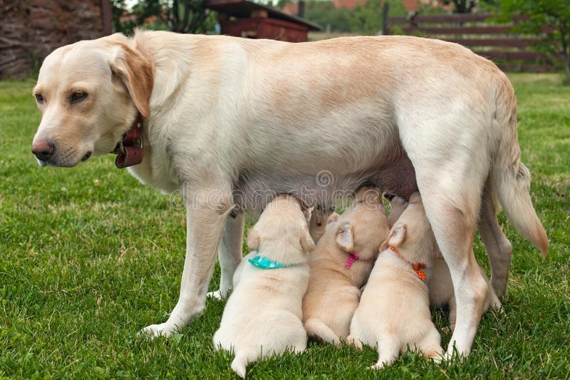 Detail Labrador Puppies Image Nomer 33