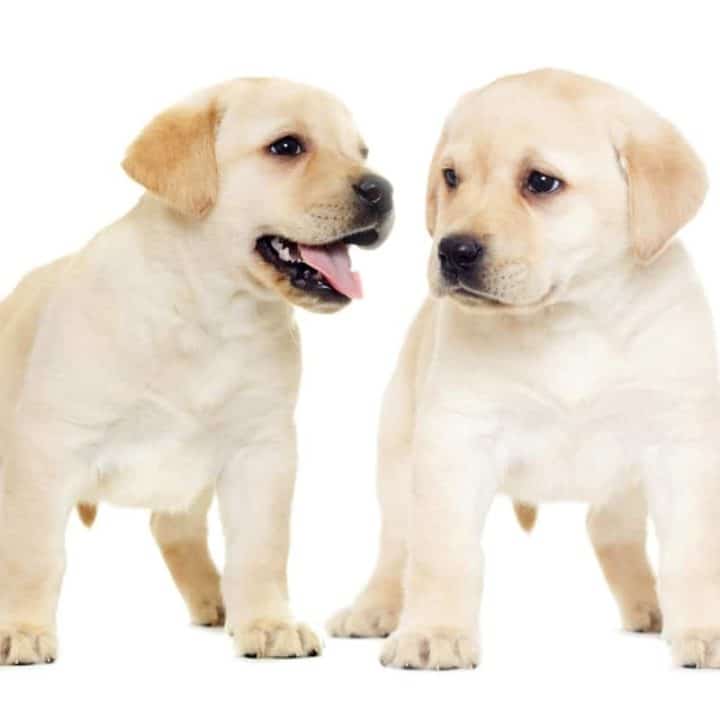 Detail Labrador Puppies Image Nomer 44