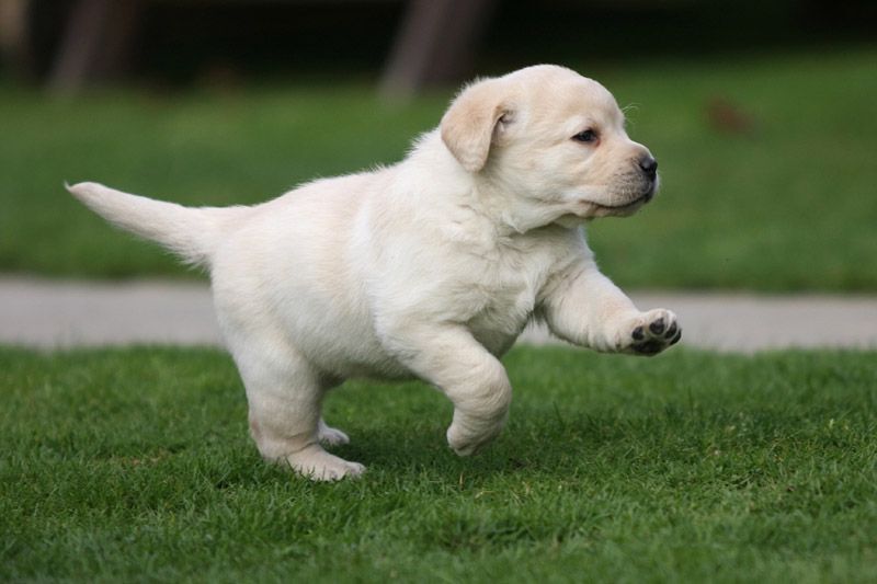 Detail Labrador Puppies Image Nomer 48