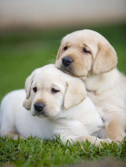 Detail Labrador Puppies Image Nomer 56