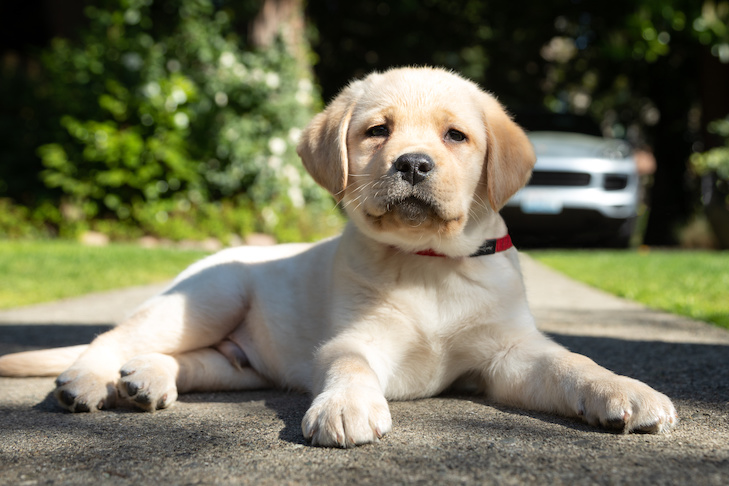 Detail Labrador Puppies Image Nomer 9