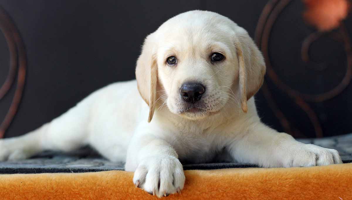 Labrador Puppies Images - KibrisPDR