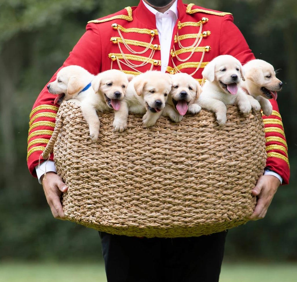 Detail Labrador Puppies Images Nomer 15