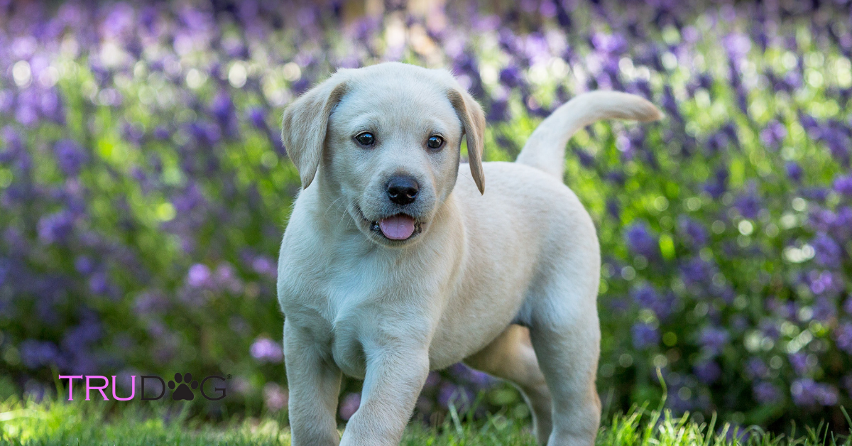Detail Labrador Puppies Images Nomer 18