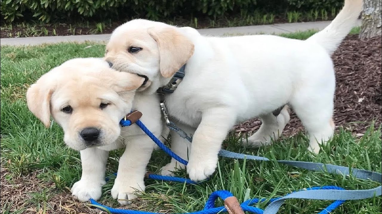 Detail Labrador Puppies Images Nomer 3