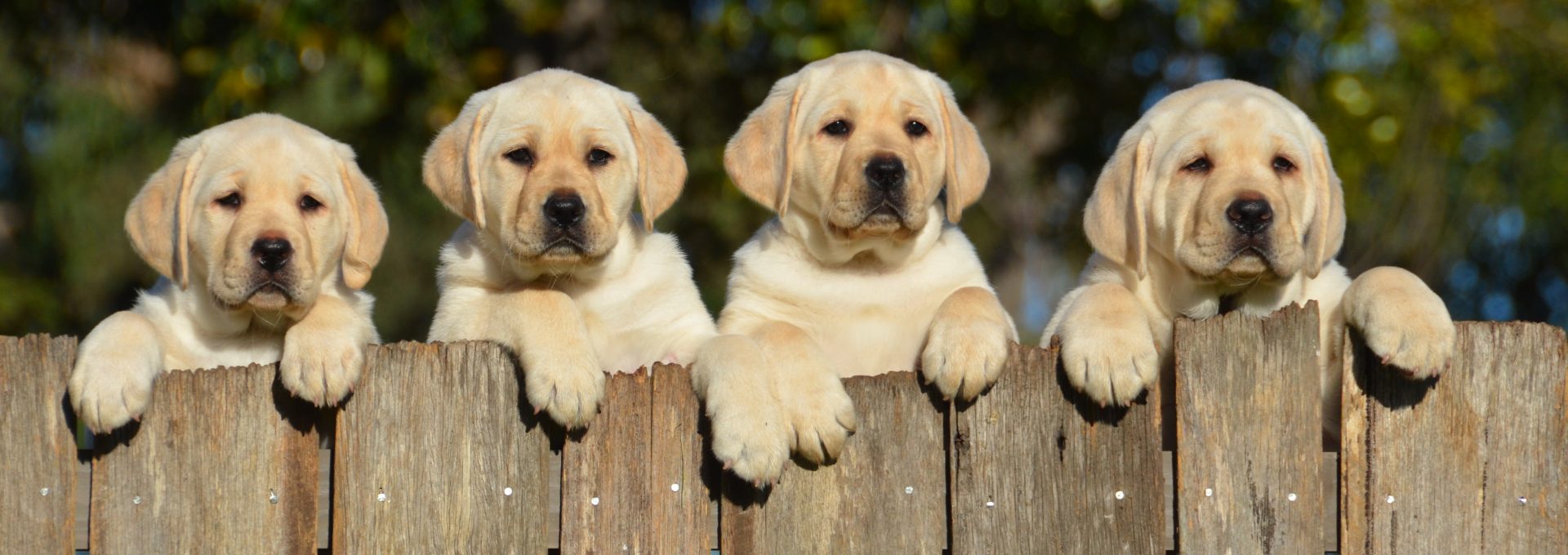 Detail Labrador Puppies Images Nomer 21