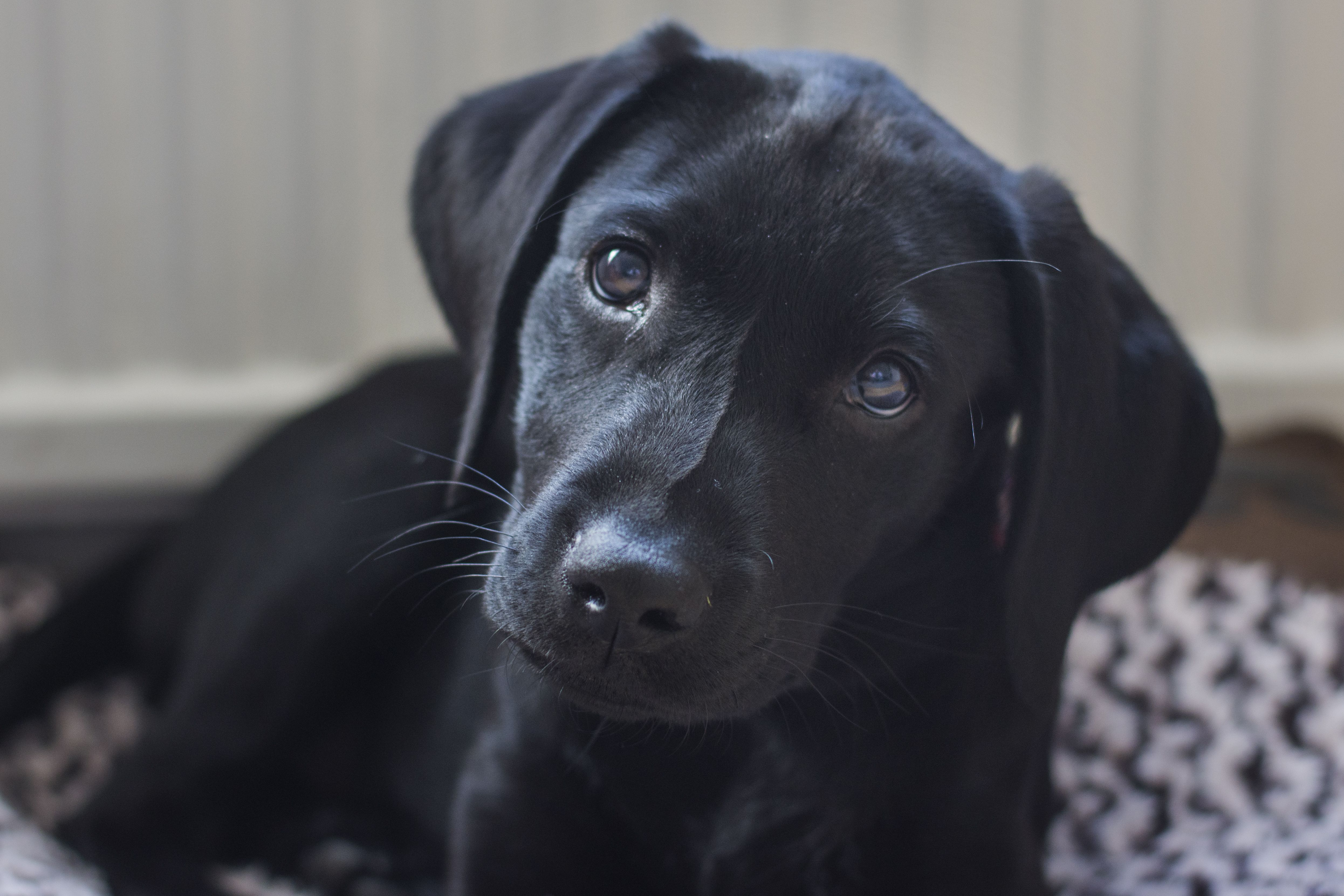 Detail Labrador Puppies Images Nomer 23