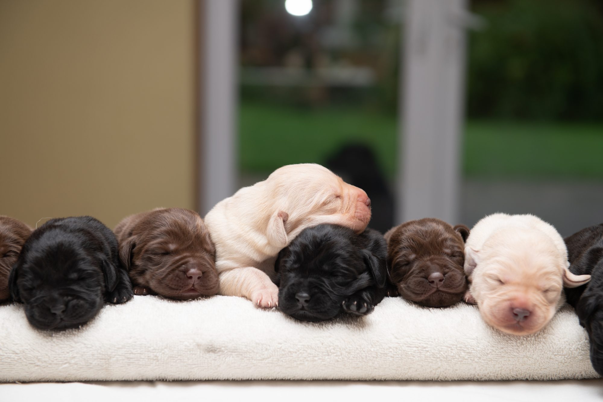Detail Labrador Puppies Images Nomer 25