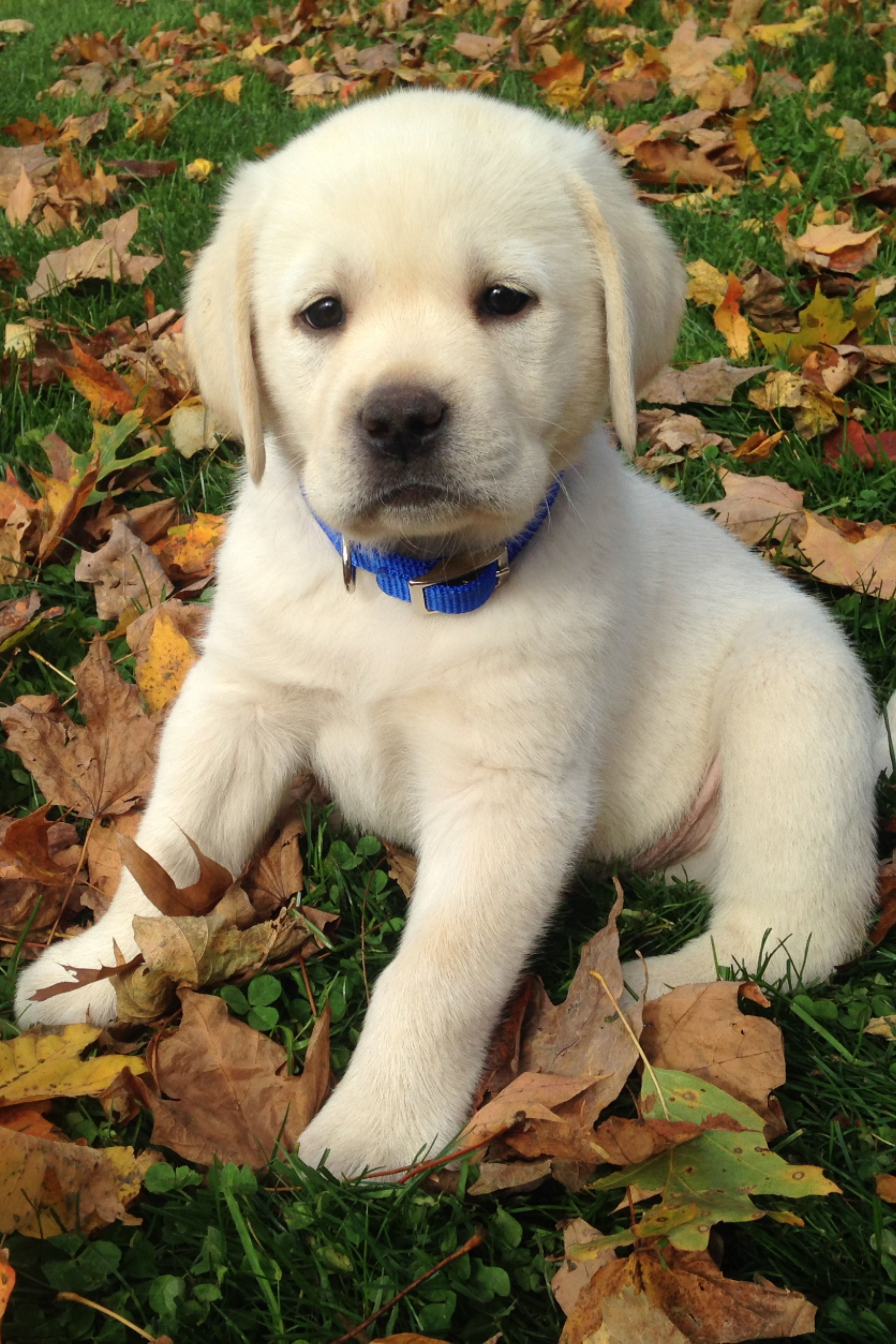 Detail Labrador Puppies Images Nomer 28