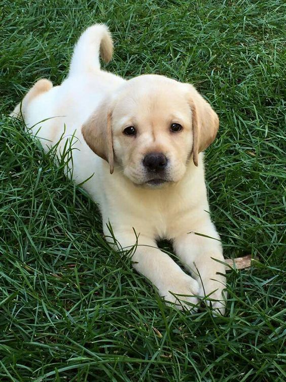 Detail Labrador Puppies Images Nomer 29
