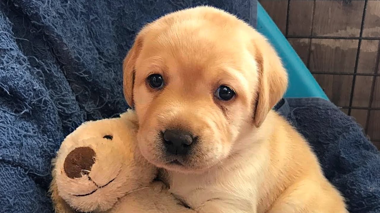 Detail Labrador Puppies Images Nomer 32