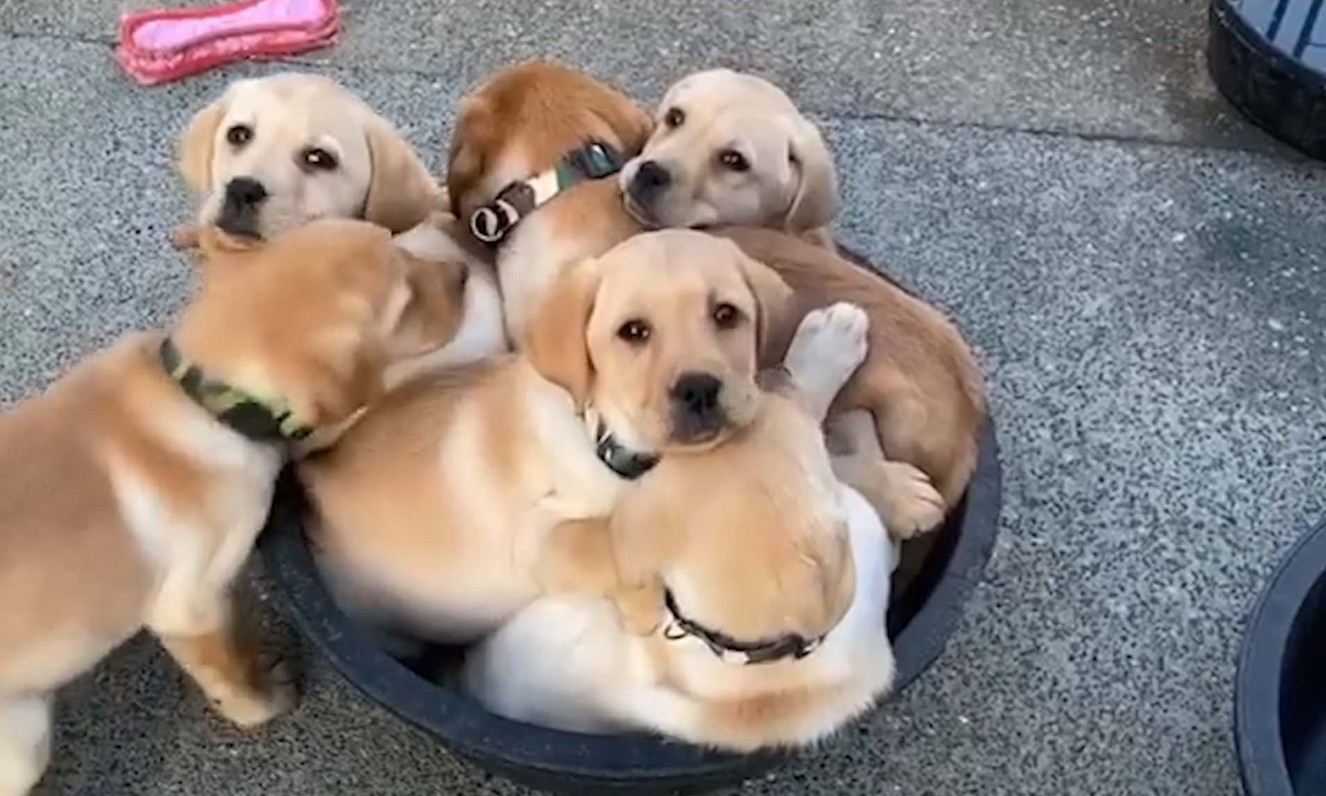 Detail Labrador Puppies Images Nomer 35