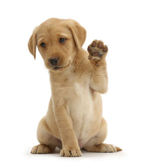 Detail Labrador Puppies Images Nomer 39