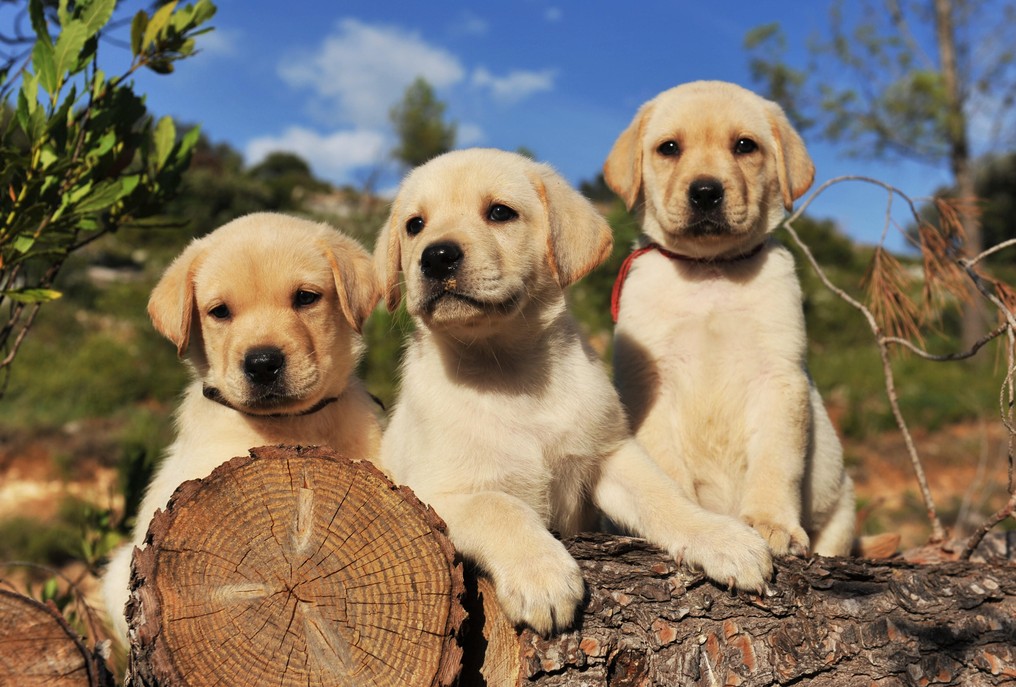 Detail Labrador Puppies Images Nomer 5