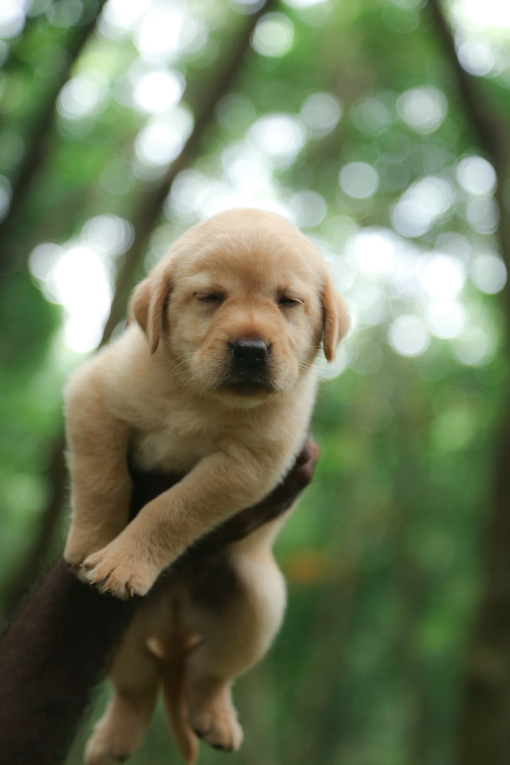 Detail Labrador Puppies Images Nomer 47