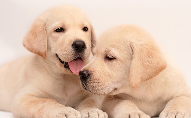 Detail Labrador Puppies Images Nomer 52