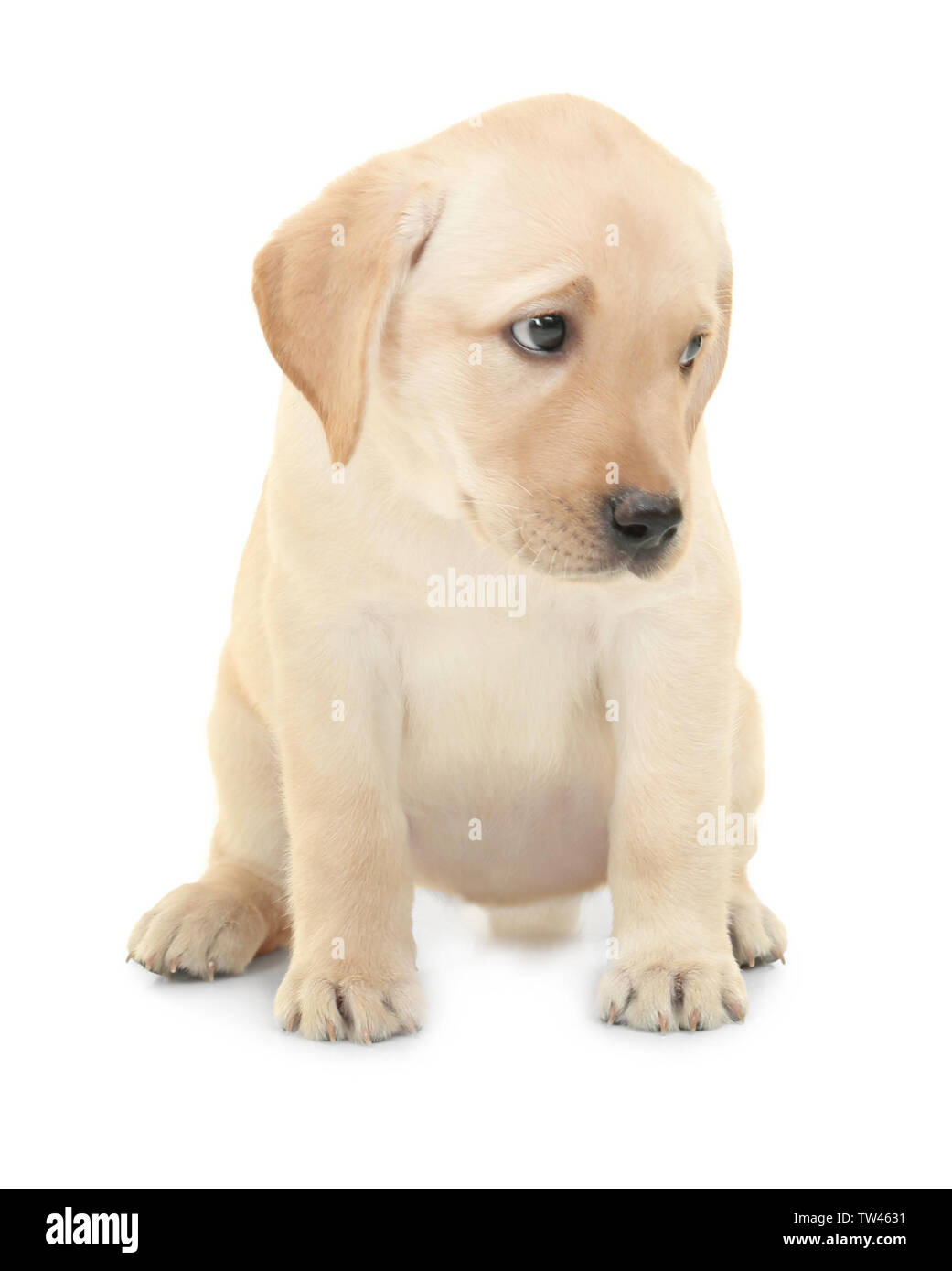 Detail Labrador Puppies Images Nomer 53