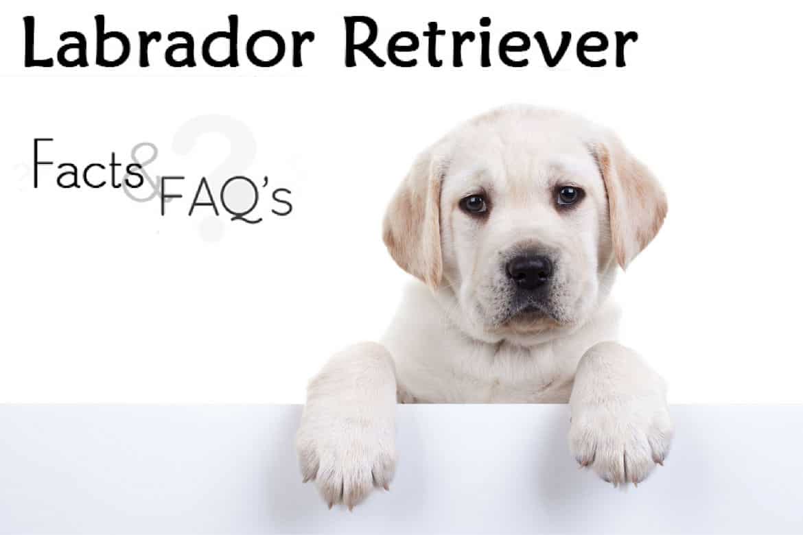Detail Labrador Puppies Images Nomer 56