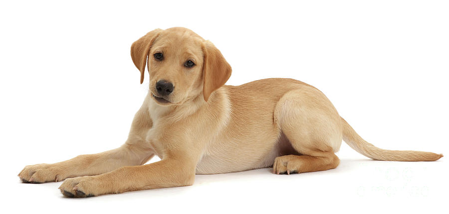 Detail Labrador Puppies Images Nomer 58