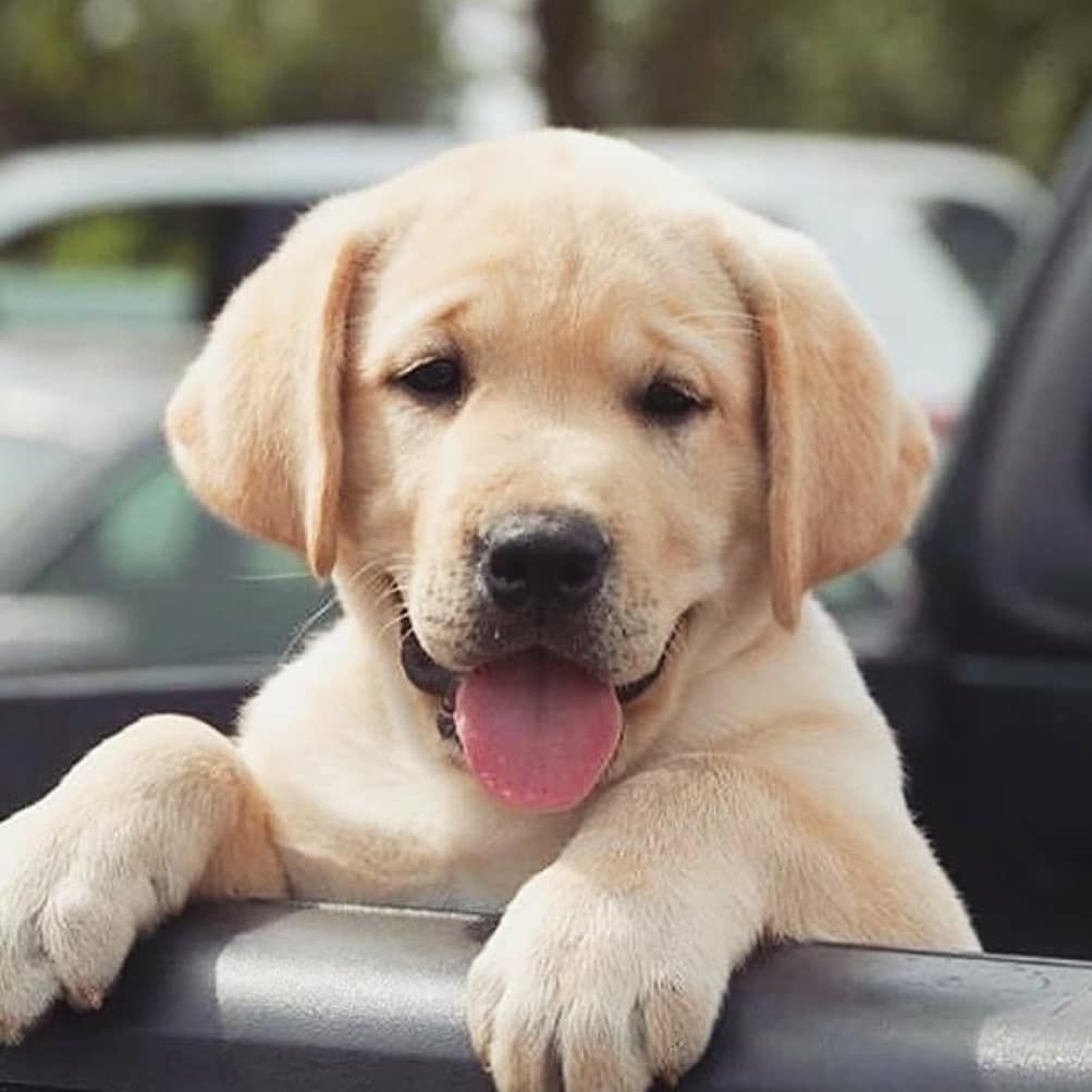 Detail Labrador Puppies Images Nomer 8