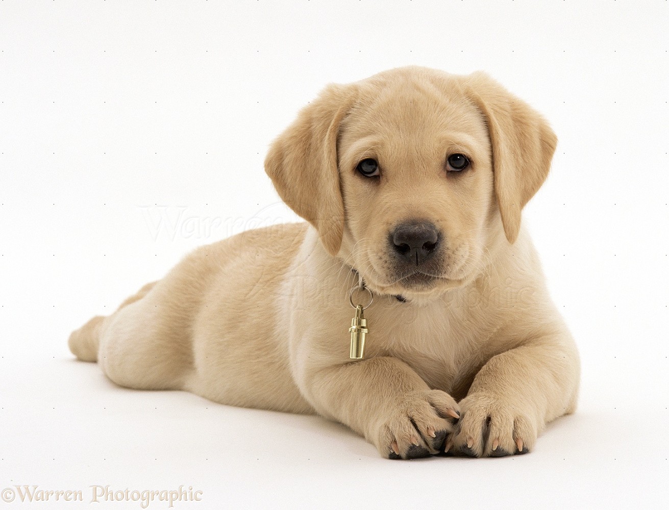 Detail Labrador Puppies Images Nomer 9