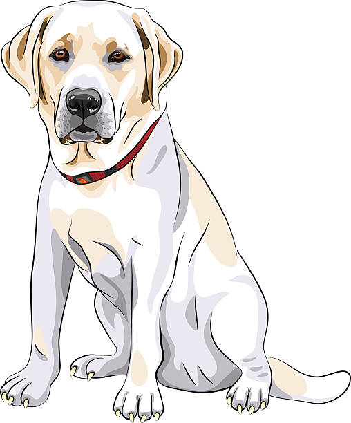 Detail Labrador Retriever Clip Art Nomer 13