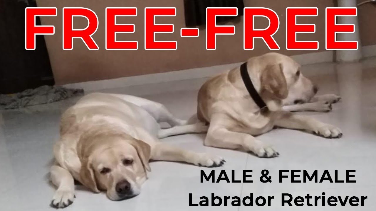 Detail Labrador Retriever Free Nomer 11